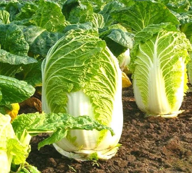 Chinese Cabbage